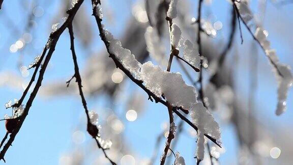 雪和雪花在树枝和灌木的背景下阳光的射线在冬天拍摄