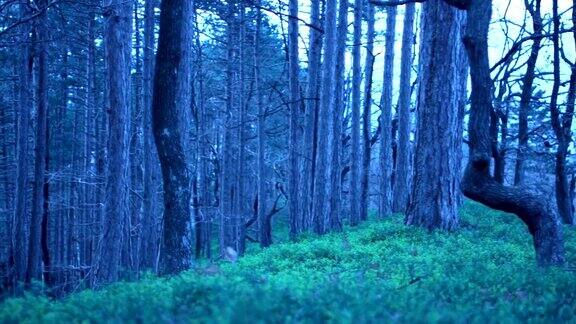森林里的宁静时光