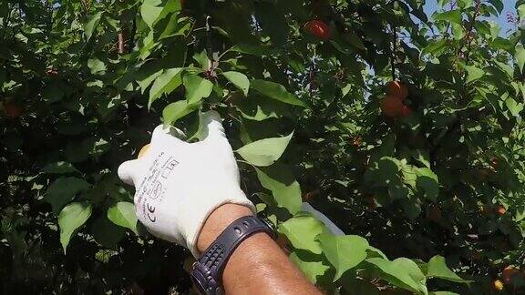 男人的手从一棵桃树上采摘成熟的桃子