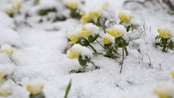 在雪地里过冬