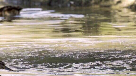 水下游泳的野鸭