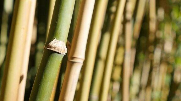 蒲科竹类植物的茎秆随风摇曳4K