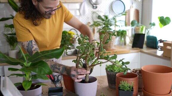 人们在家里把室内植物移栽在花盆里