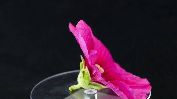 Malva(Alcearollyhock)粉红色的花