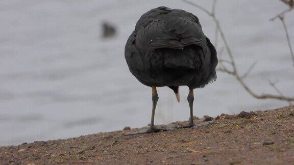 在陆地上行走的大脚黑欧亚白骨顶水禽