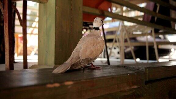 鸽子在咖啡馆门口