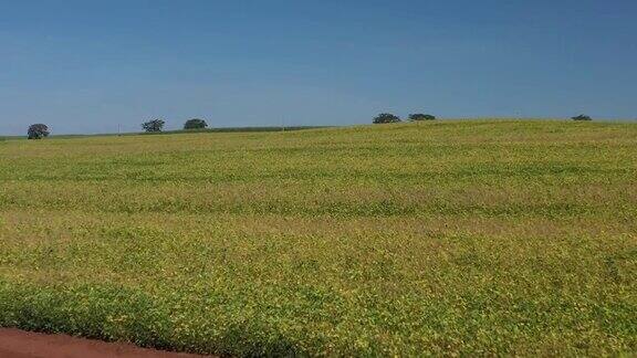 巴西一个阳光明媚的日子大豆种植园的鸟瞰图