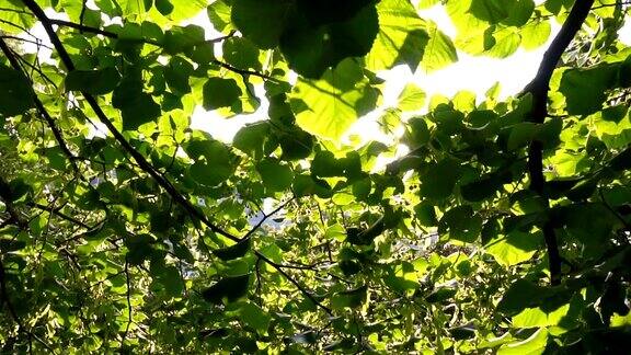 阳光透过树枝-移动的慢动作