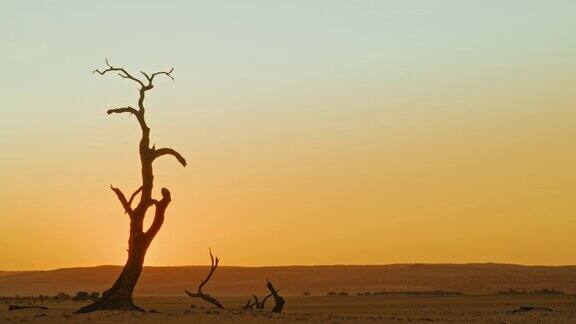 日落时在宁静的沙漠中非洲纳米比亚的一棵树的剪影