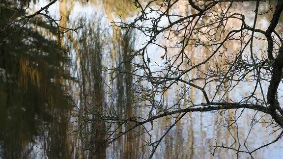 池水荡漾树在水中倒映树枝在水中剪影