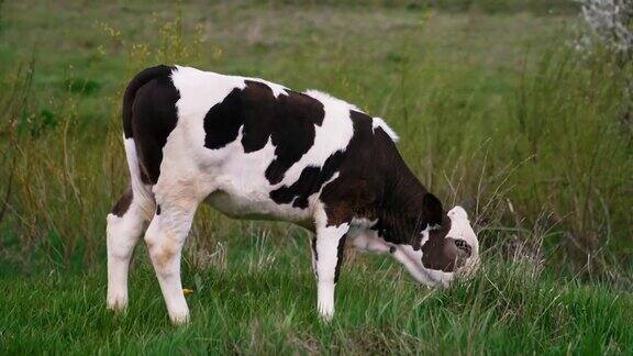 在田里吃草的小母牛黑色和白色的奶牛走在田野里