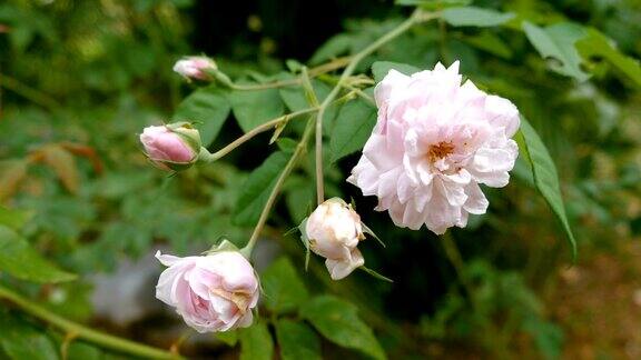粉色和白色的牡丹玫瑰