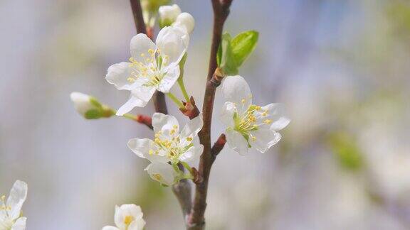 春天花园里盛开的樱桃树樱桃的花序在有叶子的树枝上缓慢的运动