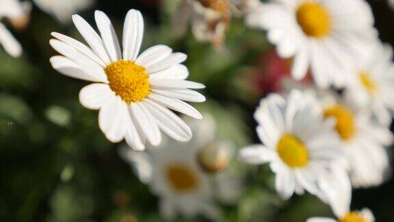 普通雏菊美丽的白色花朵缓慢倾斜浅景深自然背景