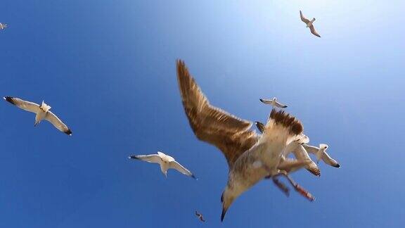 在晴朗的日子里许多海鸥迎着蓝天飞翔