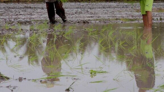 泰国农民种植水稻的场景