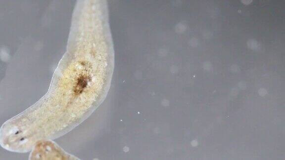显微镜下的涡虫寄生虫(扁虫)