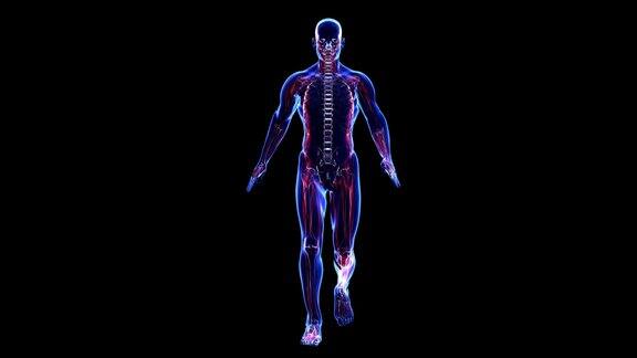 人体解剖学:皮肤、骨骼和肌肉