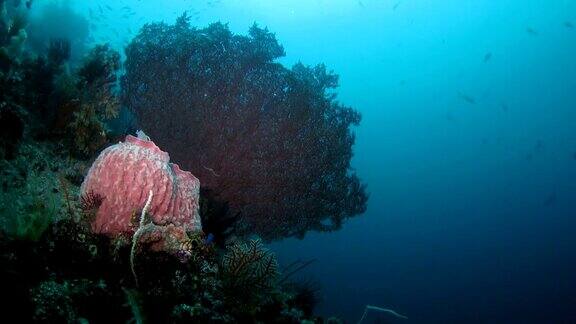 印度尼西亚海底的巨型海绵和海扇