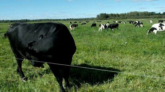 田野上的牛摆姿势等待拍照