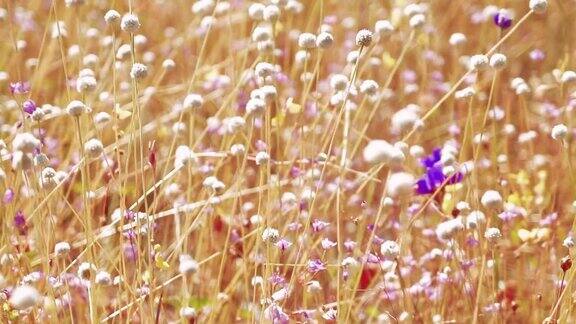 田野里五颜六色的花在阳光明媚的日子里是美丽的选择焦点