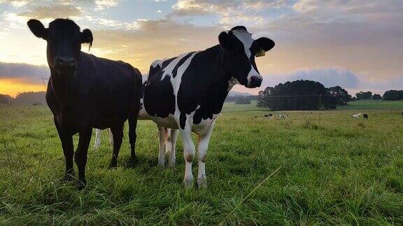 奶牛奶牛农业日落日出
