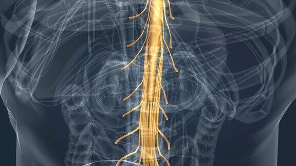 脊神经分为相应的颈椎、胸椎、腰椎、骶骨和尾骨区