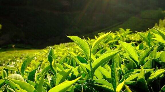 印度喀拉拉邦穆纳尔茶园的新鲜绿茶叶子