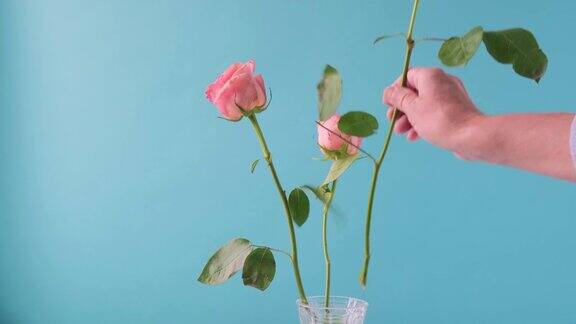 男子用手从花瓶上取出粉红色的玫瑰花