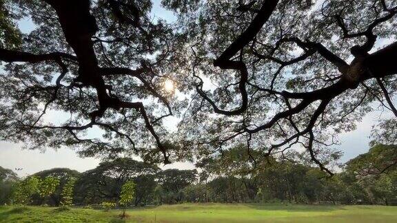 有阳光的大树的树枝