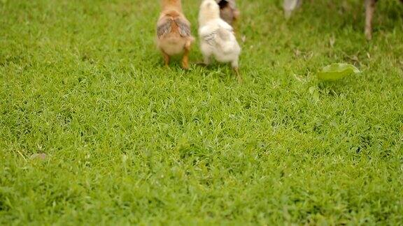 小草上的小鸡和母鸡