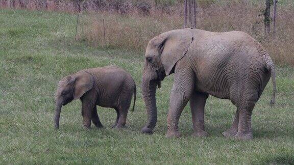 非洲象(Loxodontaafricana)小象和它的父母