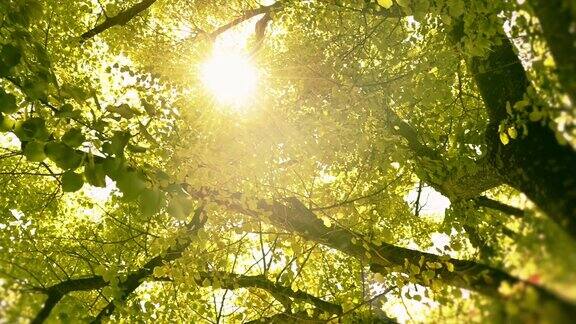 高清视频多莉情绪太阳看透过树木和树叶