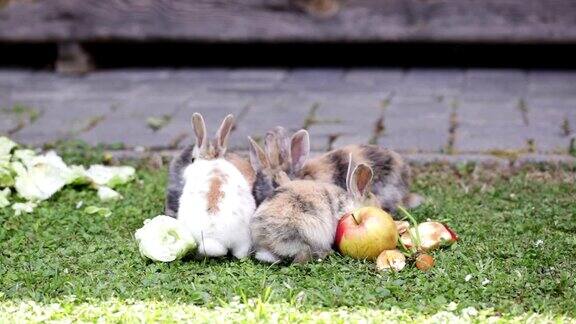 非常可爱的小兔子(兔子)吃沙拉和苹果