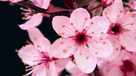 粉红色的樱花树开花了樱花
