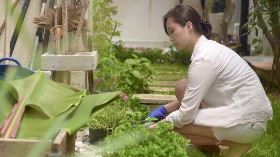 亚洲女人园艺你的植物和花