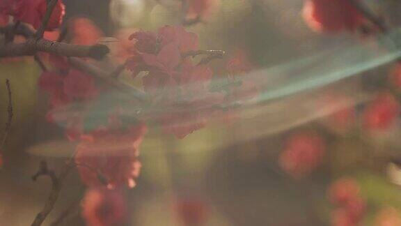 梦幻般的红色樱花在春日中拍摄