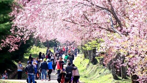 人群和游客欣赏春天的樱花