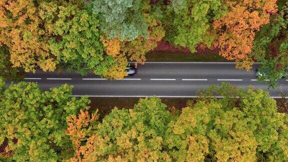 飞越道路穿越秋天的森林