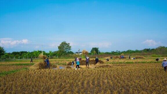 一个泰国农民在地里干活