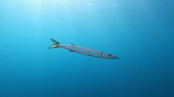 海洋野生动物-孤独的条纹梭鱼游泳在非常蓝色的水