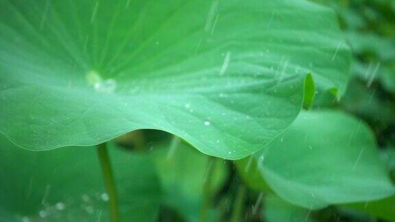 雨滴落在荷叶上