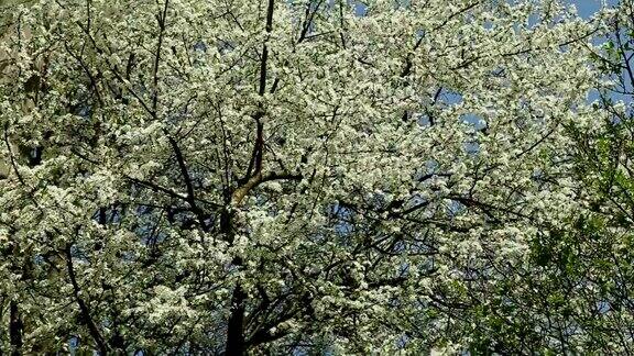 在春天盛开的白花树上的全景