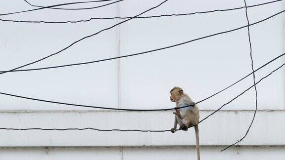 猴子在城市里