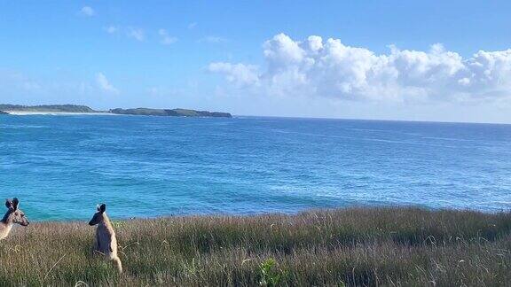 海岬上的野生袋鼠