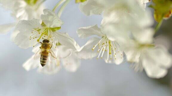 一只小蜜蜂落在脆弱的樱花花蕊上