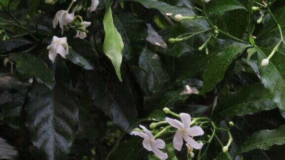 下雨天雨点落在茉莉花的白花上
