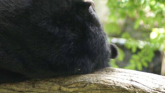 黑熊在树上睡觉
