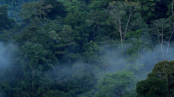 哥斯达黎加雨林冠层:翻滚的雾