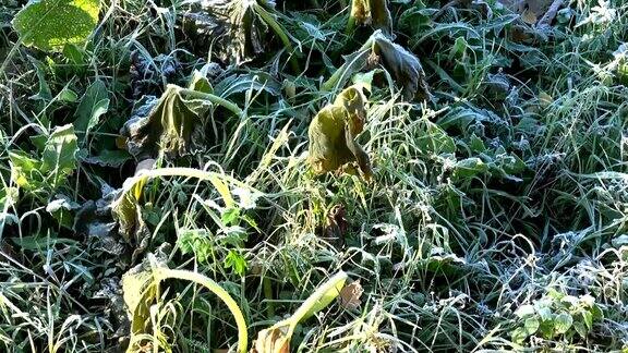 致命的冷冻西葫芦植物叶子在花园的第一次秋天霜冻倾斜下来4k